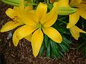 Lilium yellow 